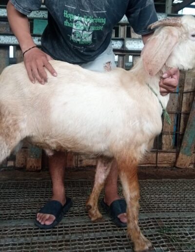 Harga Kambing 2025