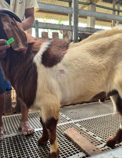 Harga Kambing 2025