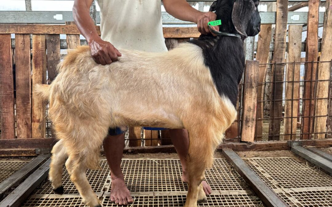 Harga kambing untuk aqiqah terdekat
