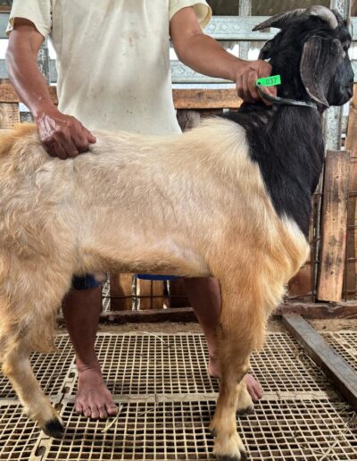 Harga kambing untuk aqiqah terdekat