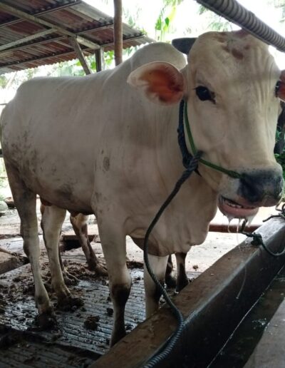 Harga Sapi 2025