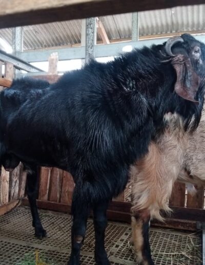 Harga Kambing 2025