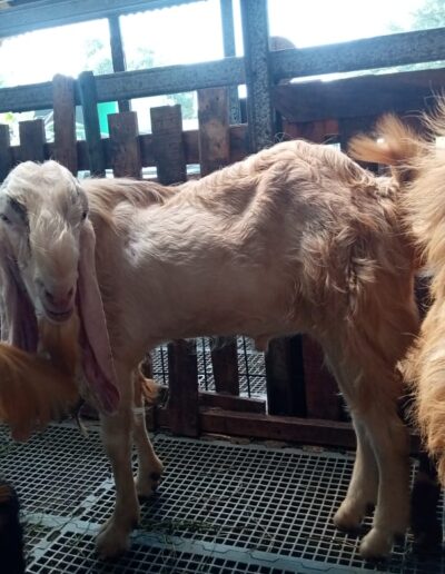Harga Kambing 2025